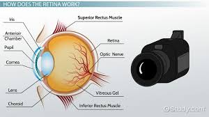 retina definition anatomy function