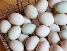 Check spelling or type a new query. What Color Eggs Do Ducks Lay Fresh Eggs Daily