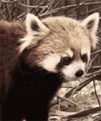 The best memes from instagram, facebook, vine, and twitter about red panda. Funny Red Panda Gifs Tenor