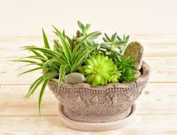 Container Grown Succulents Tips On