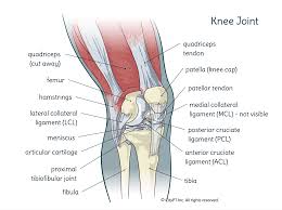physical therapy for knee pain