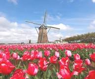 how-long-is-the-holland-tulip-festival