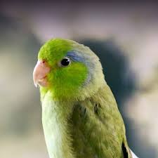 Pacific Parrotlet Personality Food Care Pet Birds By
