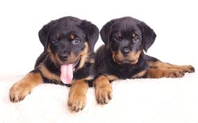 best dog food for rottweiler puppies