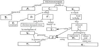 Photosynthesis Diagram Worksheets Katyphotoart Com