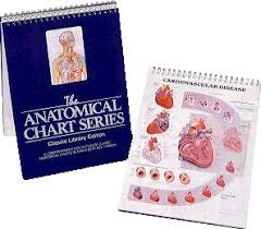 Anatomical Chart Books Human Anatomy Human Body