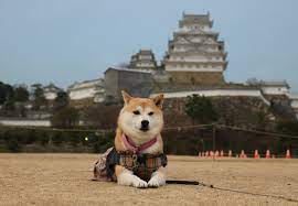 柴犬マイア 姫路城で犬を撮影するお勧めスポット - マイア 柴犬ですが服着て悪い？