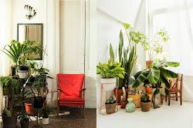 indoor plants decoration ideas