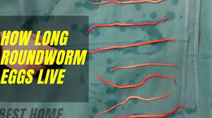 can roundworm eggs live in carpet