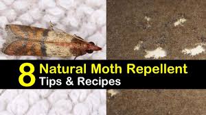 8 easy do it yourself moth repellents