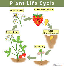Plant Life Cycle: Stages and Diagram