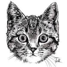 Draw the basic outline of the kitten. Conquer Nostalgic Today Practice Kucing Ta Pada Dirinya