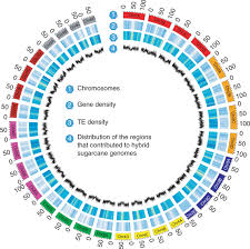Allele-defined genome of the autopolyploid sugarcane Saccharum ...