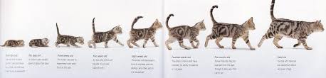 Kitten To Cat Growth Kitten Adoption Rescue Tnr