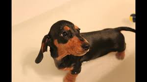 Color:if you are looking for miniature dachshund puppy for sale, it's smart to know about coats and coat care. Mini Dachshund Puppy Loving His Bath Youtube