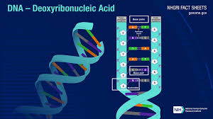 deoxyribonucleic acid dna fact sheet