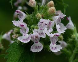 Nepeta cataria - Michigan Flora