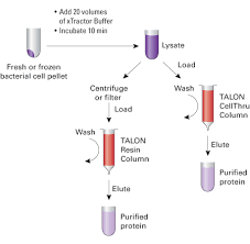cell lysis buffer reagent for protein