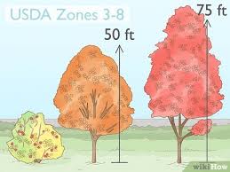 how to plant a maple tree with