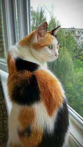 When understanding whether cats are colorblind, it all boils down to the cones and rods within the eye structure. Calico Tortoiseshell Plus White Domestic Shorthair Cat Beautiful Cats Cute Animals Pretty Cats