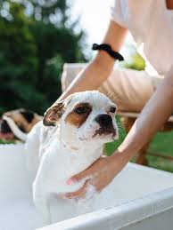 home remes for dog skin diseases