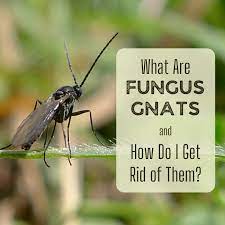 fungus gnats where do these little