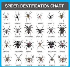 Spider Identification Chart Shows You What To Do In An