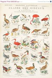 Vintage School Chart French 1900 Birds Classifications