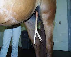 Managing Penetrating Injuries in the Field – The Horse
