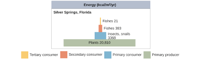 Energy Flow Primary Productivity Article Khan Academy