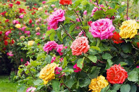 Roses Became The Most Popular Flower