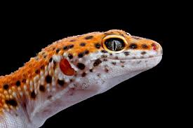 leopard gecko images free on