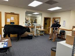 Cow Smashes Through Physician Office