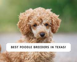 8 best poodle breeders in texas 2023