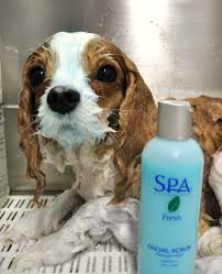 Dog Grooming New Dog Grooming Treatment Blueberry Facials