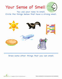 Sense Of Smell Senses Preschool 5 Senses Worksheet Five