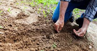 Garden Soil How To Prepare For Planting