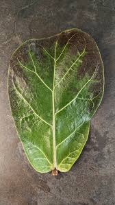 fiddle leaf fig problem and issue guide