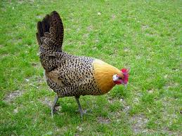 Easy backyard chicken coop plans. Chicken Breeds Ideal For Backyard Pets And Eggs Hgtv