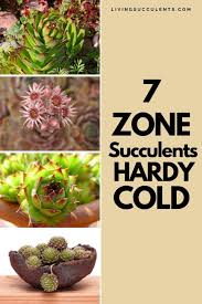 6 Best Cold Hardy Succulents Zone 7
