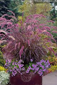 purple fountain gr pennisetum