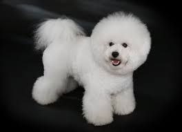 Arched over the back in a perfect c, the samoyed tail is distinguished from other northern breeds by that beautiful, long white coat. Bichon Frise Wikipedia