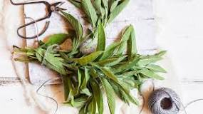 Image result for What Is Meant By Sage Leaves ?