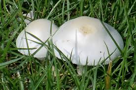 Mushrooms are fruiting bodies produced by many types of fungi when conditions are right for spores to germinate, such as. How To Deal With Mushrooms Growing In Your Lawn Jimsmowing Com Au