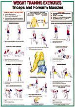 Triceps Forearm Muscles Chart Triceps Forearm Muscles