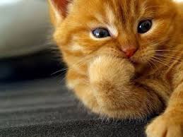 Rasanya sesiapa yang menjadikan kucing sebagai haiwan peliharaan mesti merasai bagaimana comelnye mereka kan? Gambar Kucing Siam Comel Dan Gebu Frozen Lucu Dan Unik Indah Kelakar Lucu Facebook Anak Kucing Gemas Binatang Lucu Anak Kucing