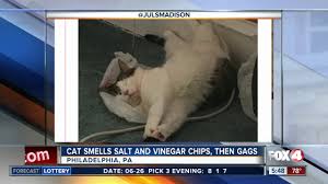 cat smells salt and vinegar chips s