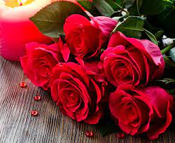 100 love rose pictures wallpapers com
