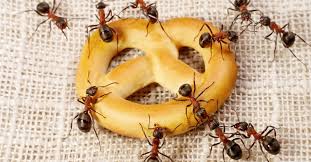 the best diy ant s eco pest