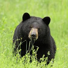 Black Bear Defenders Of Wildlife